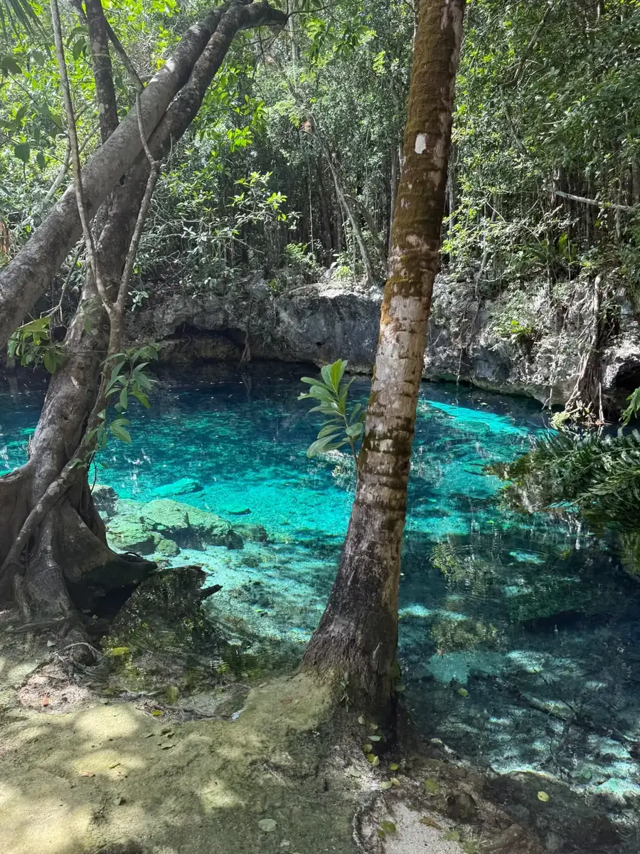 Agua turquesa del cenote entre los árboles